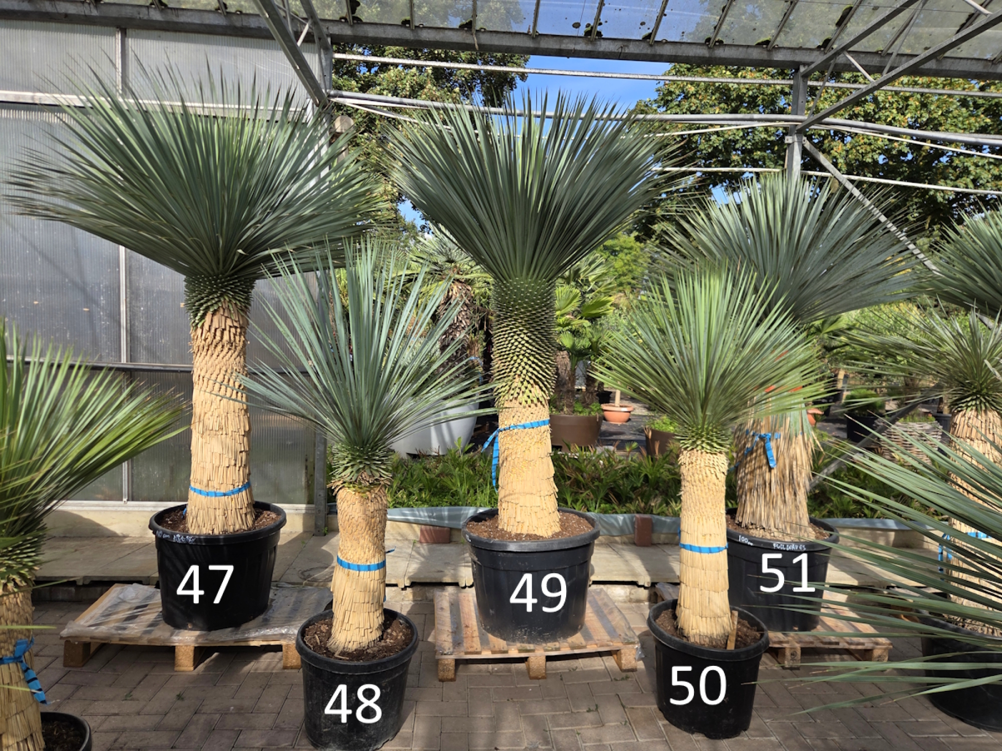 Yucca-Rostrata-Nr-48