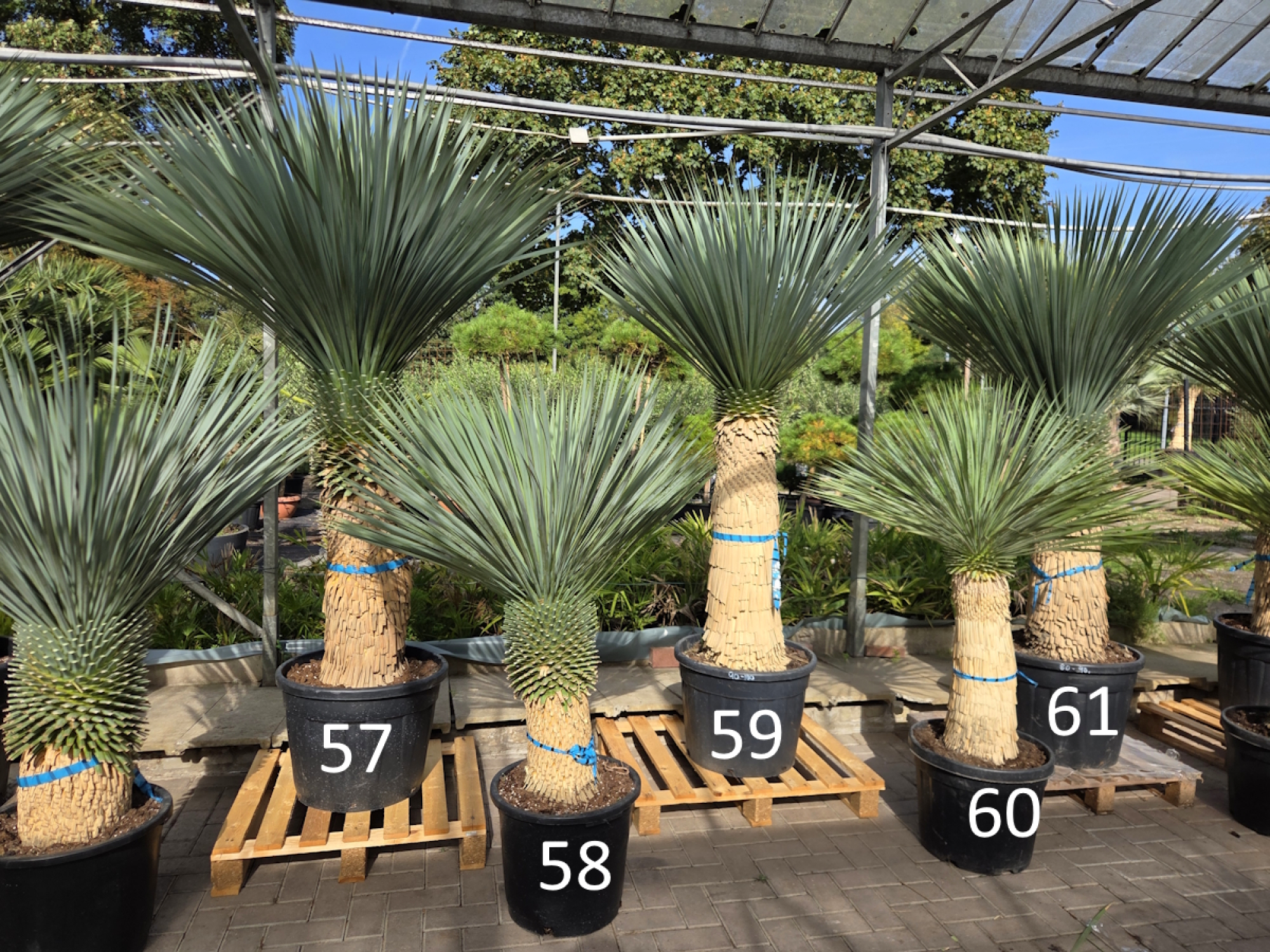 Yucca-Rostrata-Nr-58