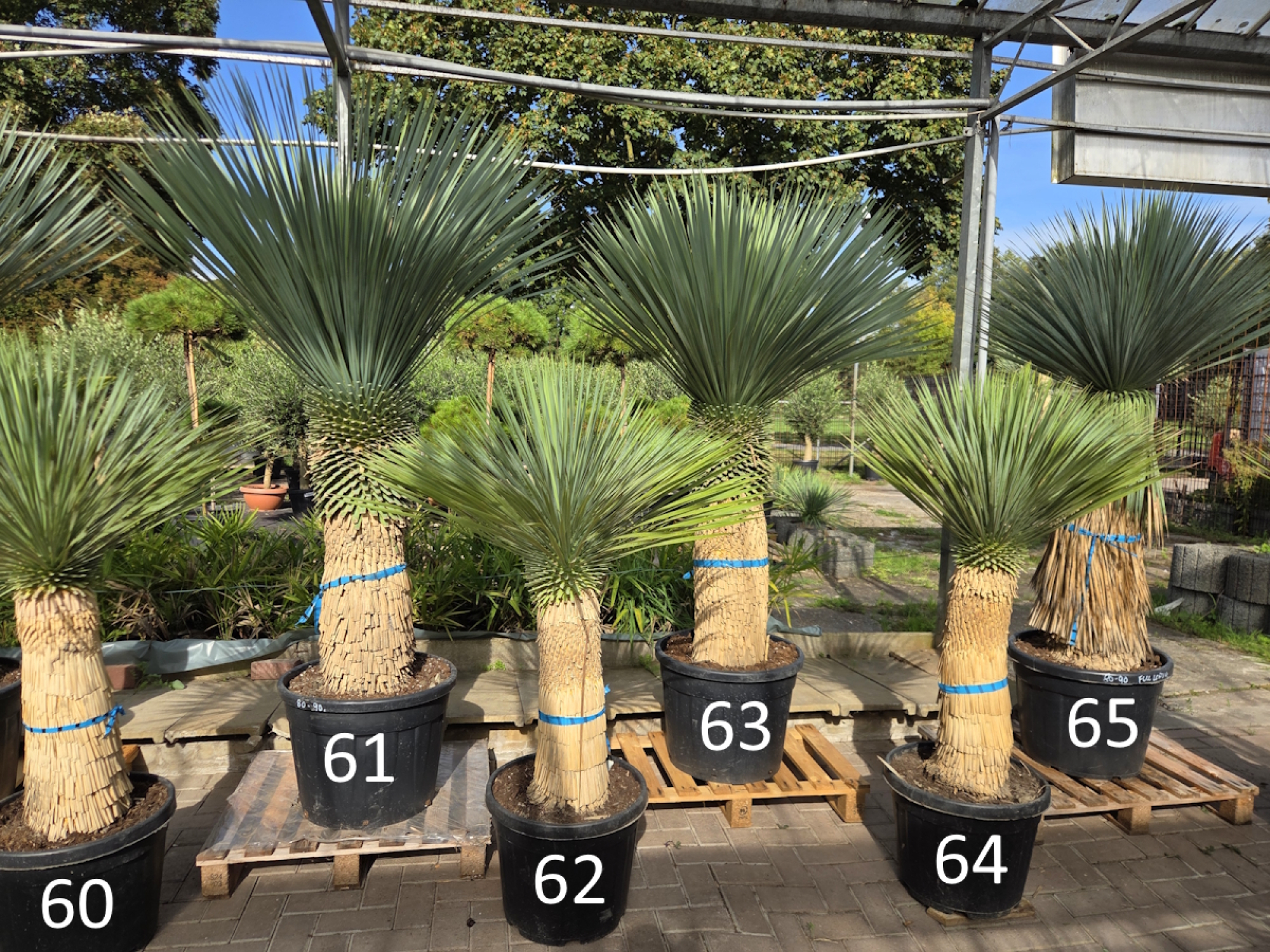 Preview: Yucca Rostrata 160 cm - genau den im Bild mit der Nr.62