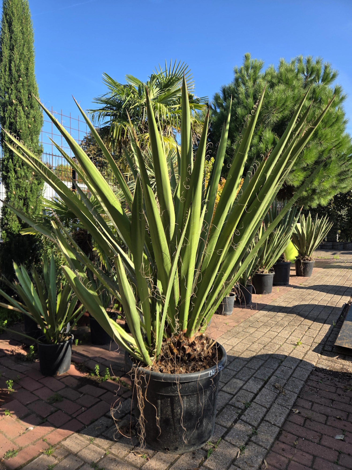Yucca-Faxoniana-5