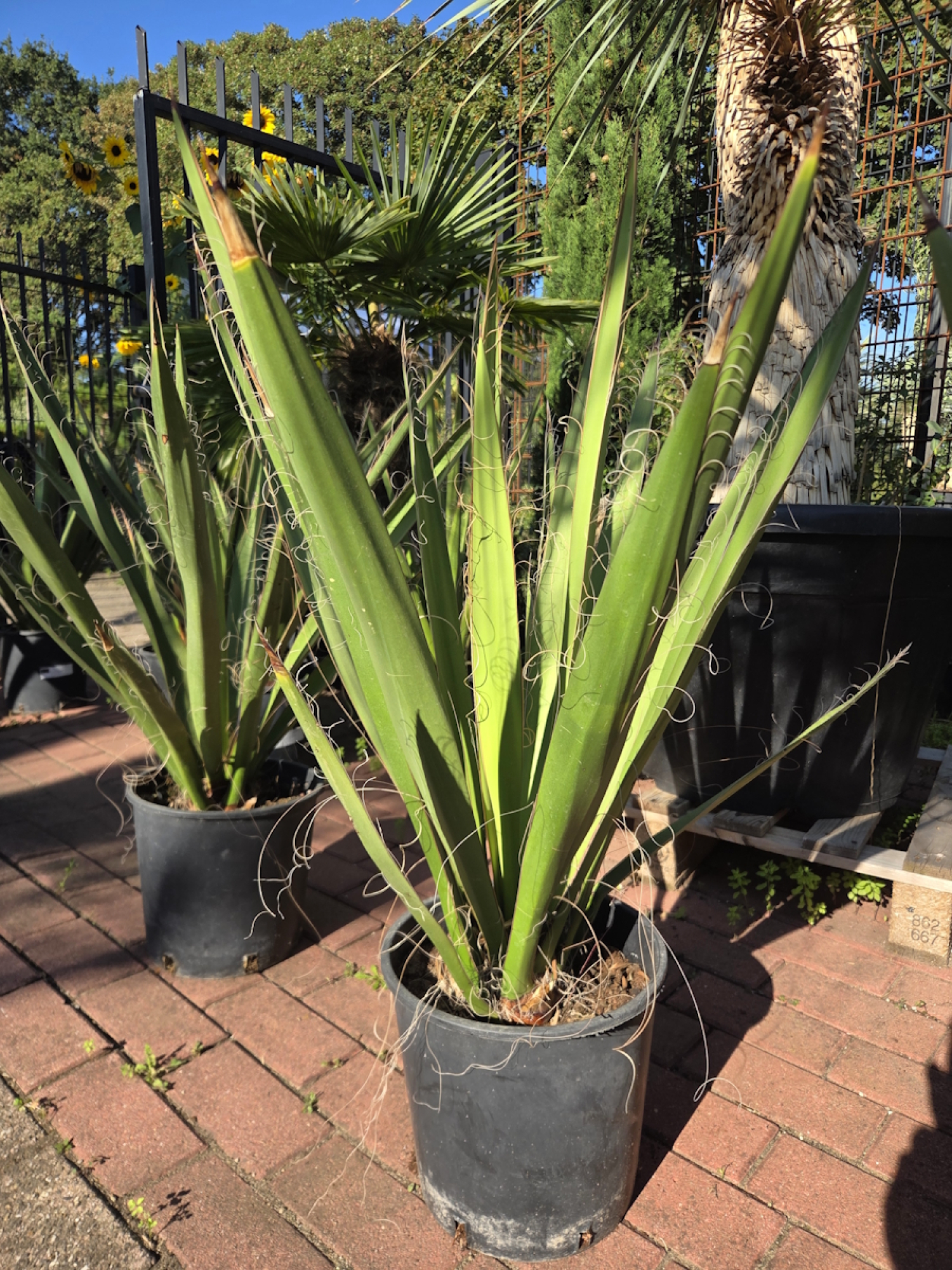 Yucca-Faxoniana-4