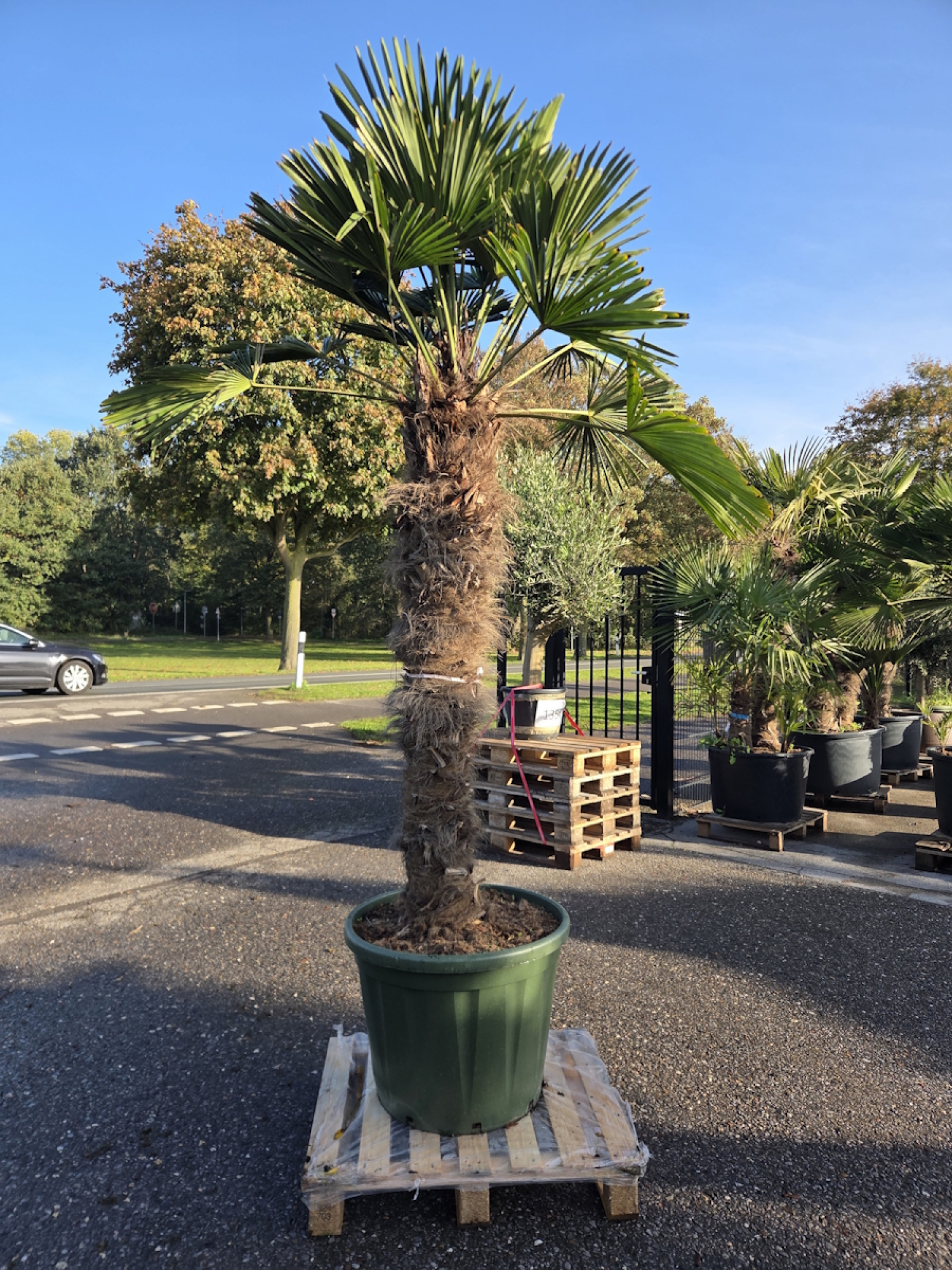 Hanfpalme-Trachycarpus-Wagnerianus-44