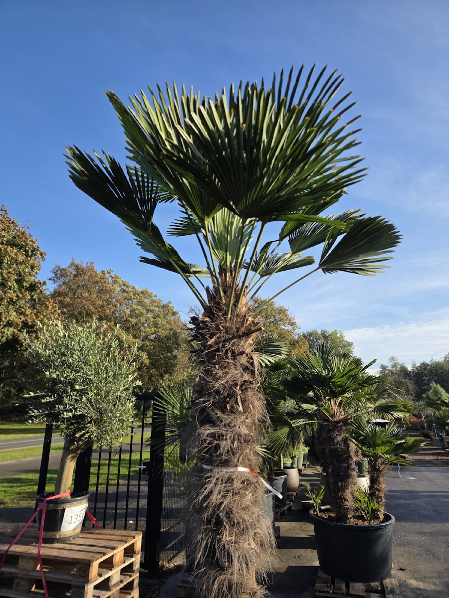 Preview: Winterharte Hanfpalme Trachycarpus Wagnerianus 280 cm ↑ genau diesen im Bild ↑ Nr.46
