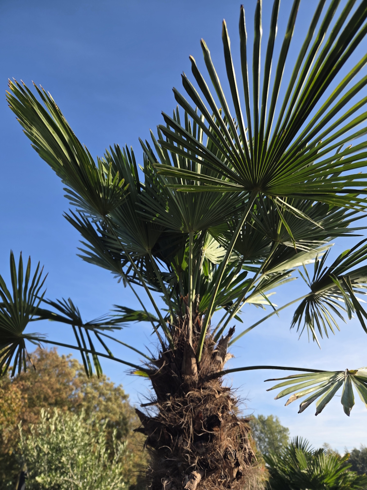 Preview: Winterharte Hanfpalme Trachycarpus Wagnerianus 300 cm ↑ genau diesen im Bild ↑ Nr.48