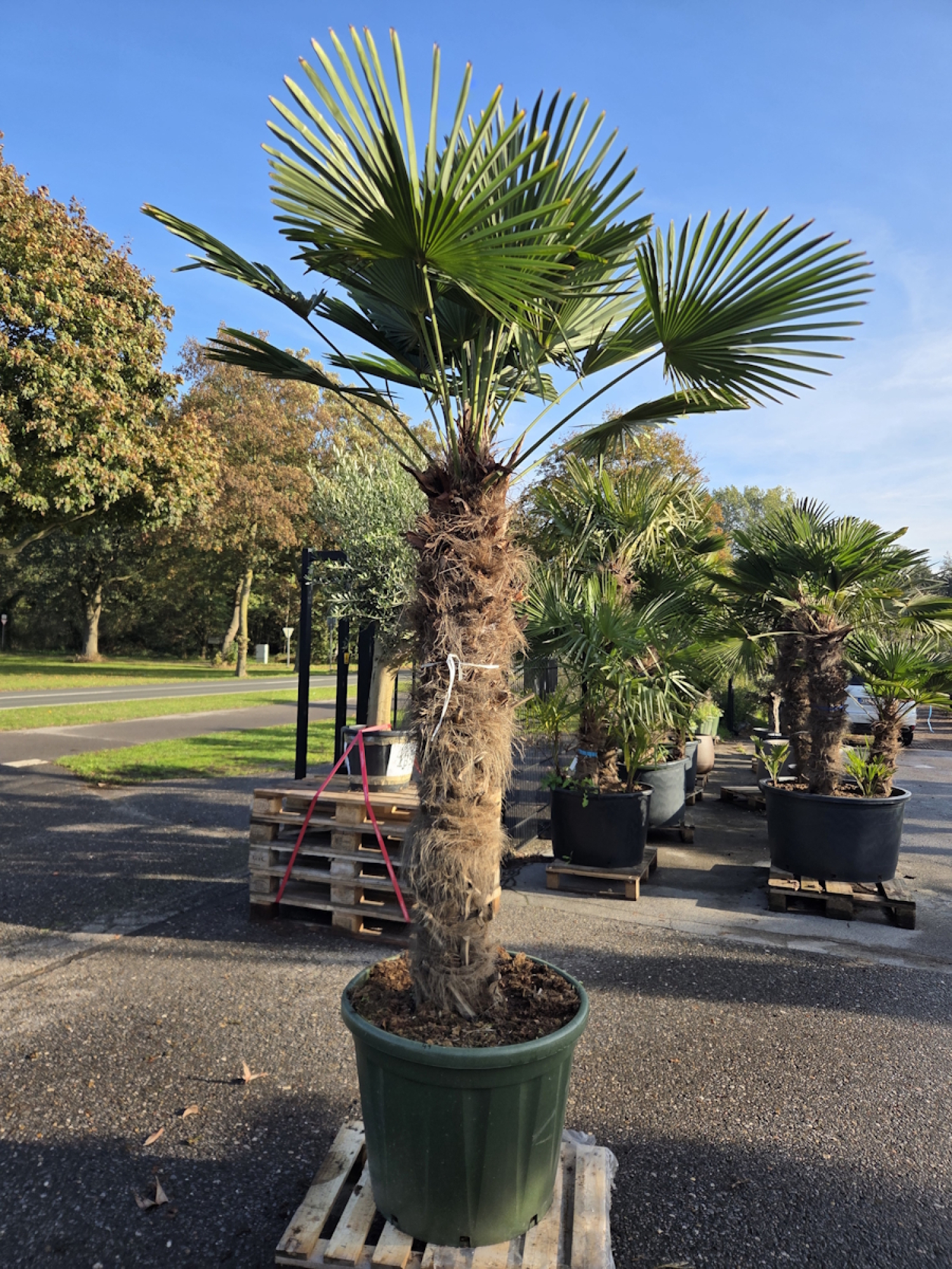 Hanfpalme-Trachycarpus-Wagnerianus-49