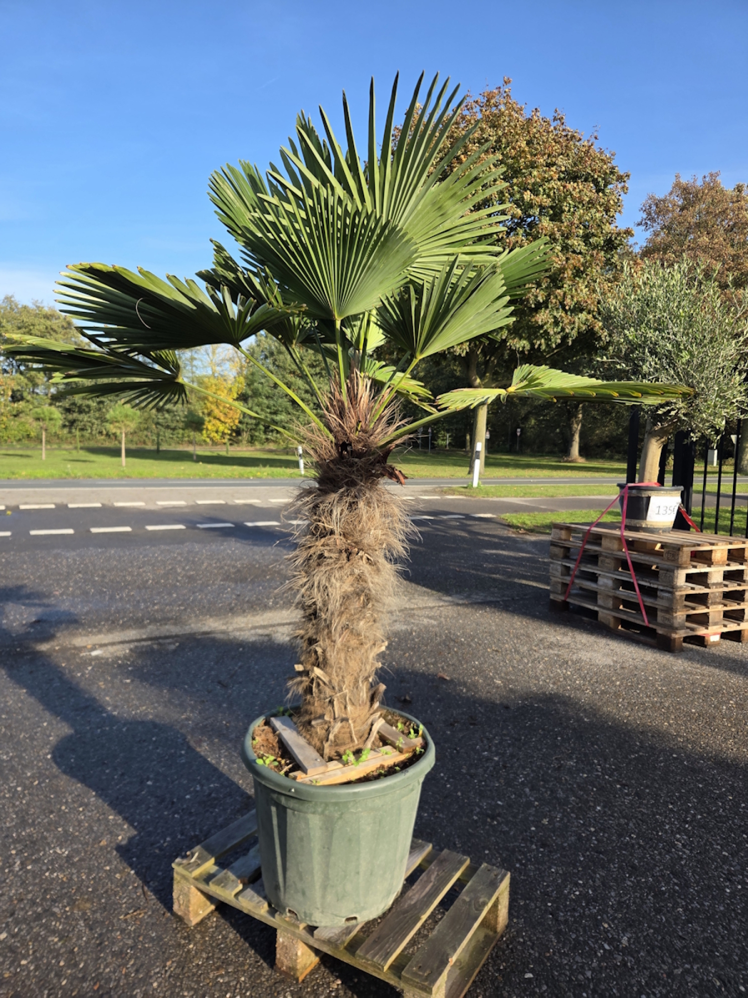 Hanfpalme-Trachycarpus-Wagnerianus-50
