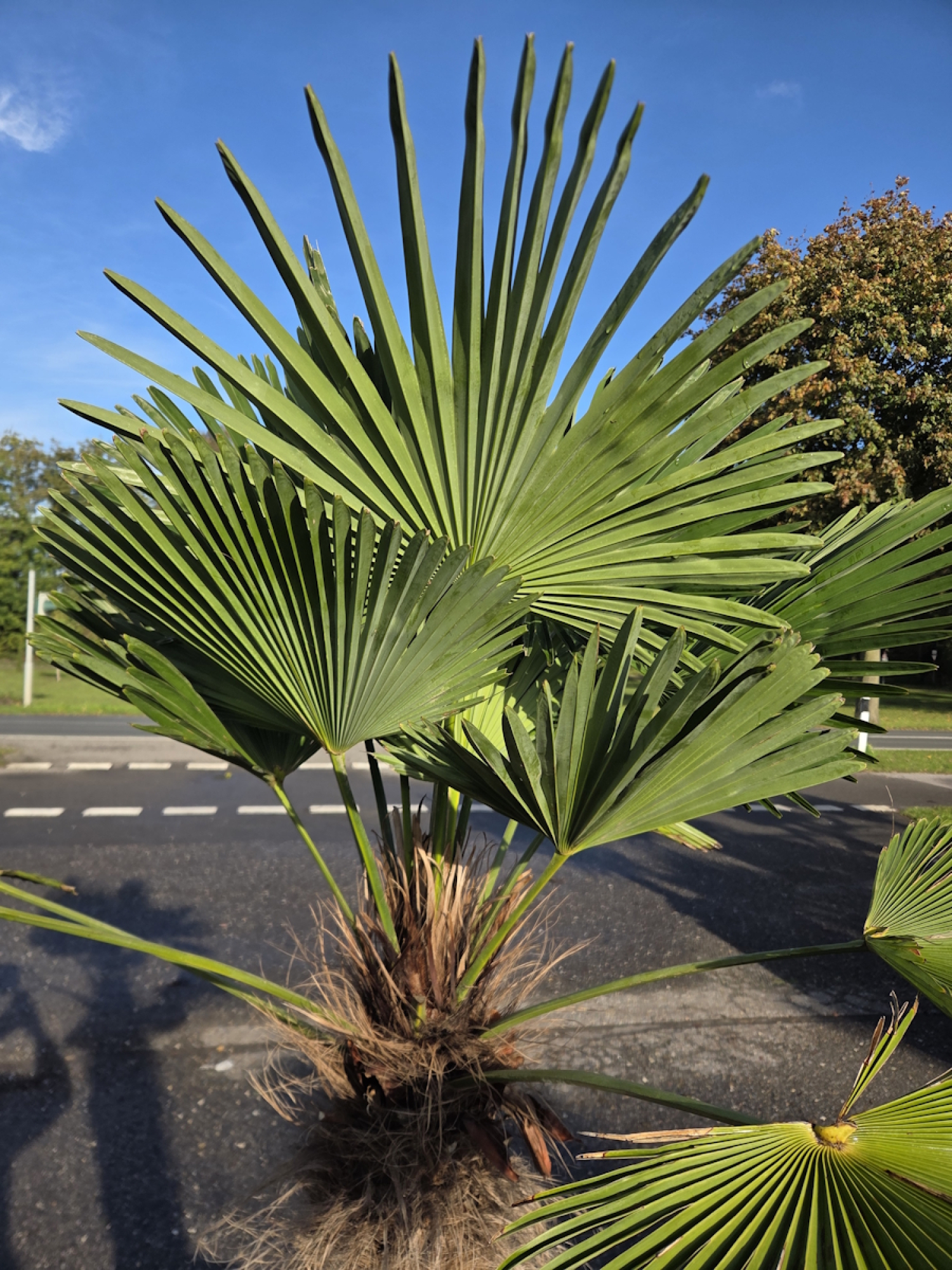 Preview: Winterharte Hanfpalme Trachycarpus Wagnerianus 195 cm ↑ genau die im Bild Nr.50