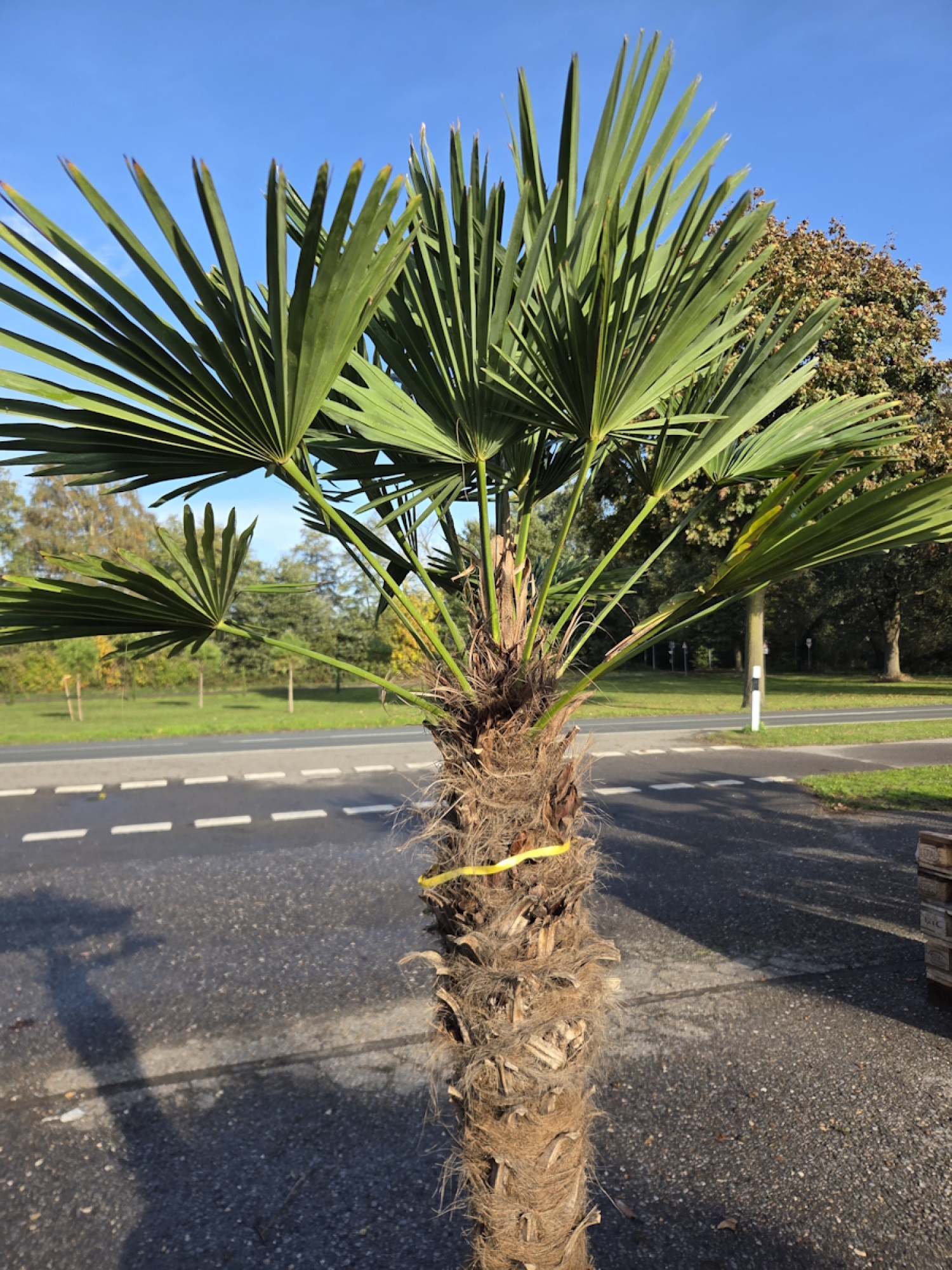 Preview: Winterharte Hanfpalme Trachycarpus Wagnerianus 195 cm ↑ genau die im Bild Nr.51