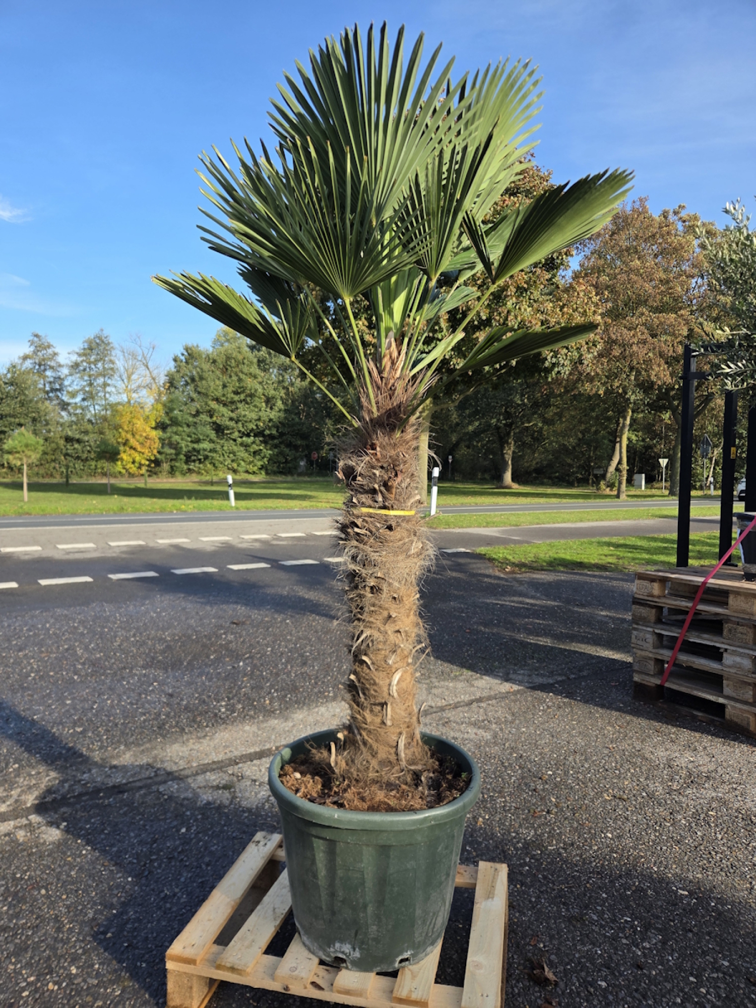 Hanfpalme-Trachycarpus-Wagnerianus-52