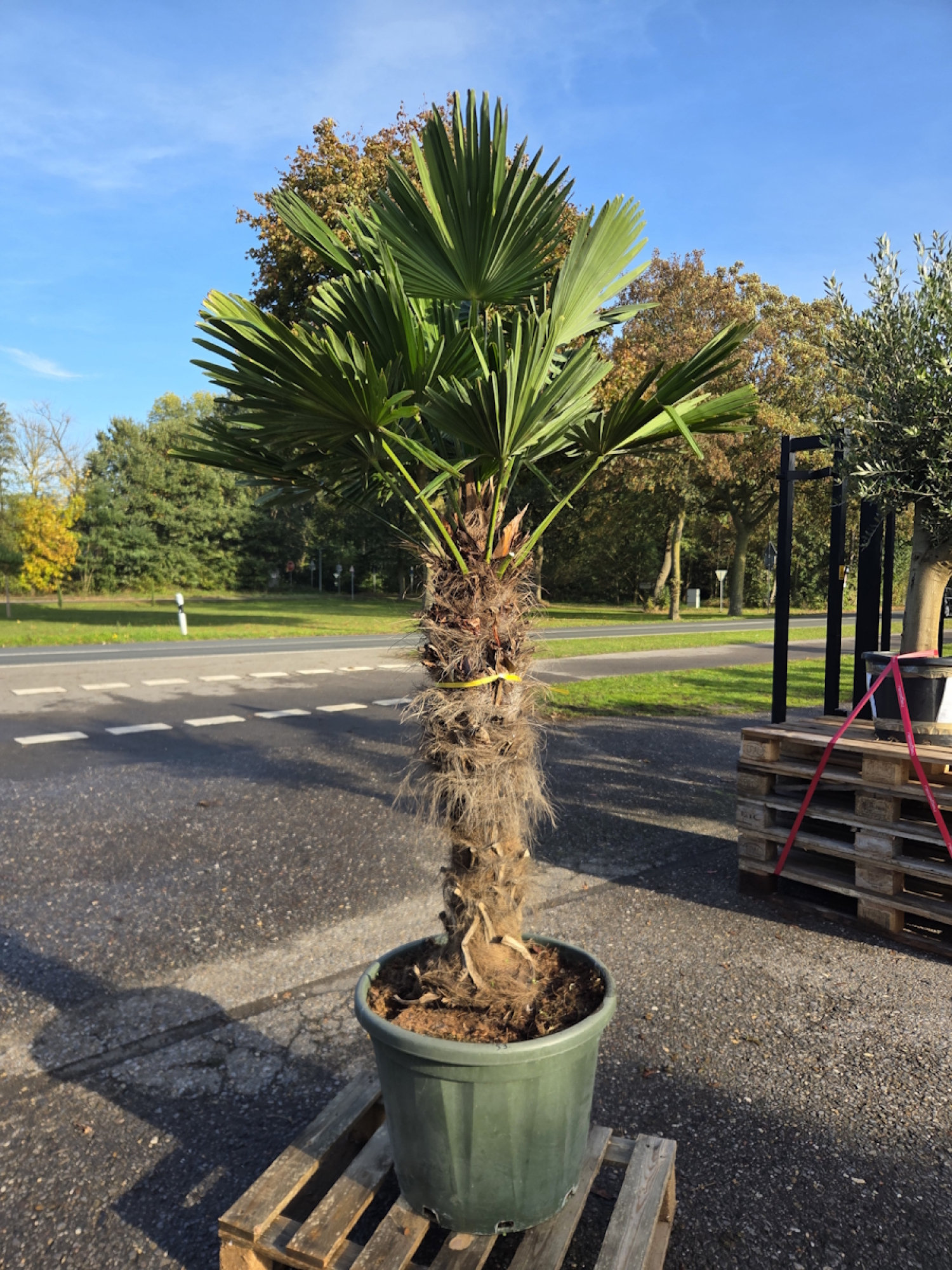 Hanfpalme-Trachycarpus-Wagnerianus-53