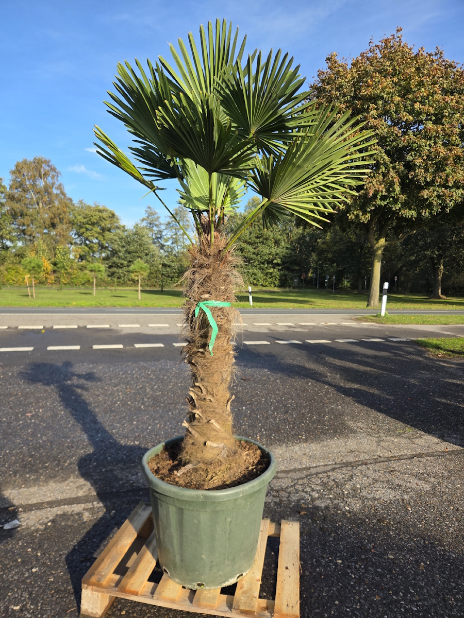 Hanfpalme-Trachycarpus-Wagnerianus-54