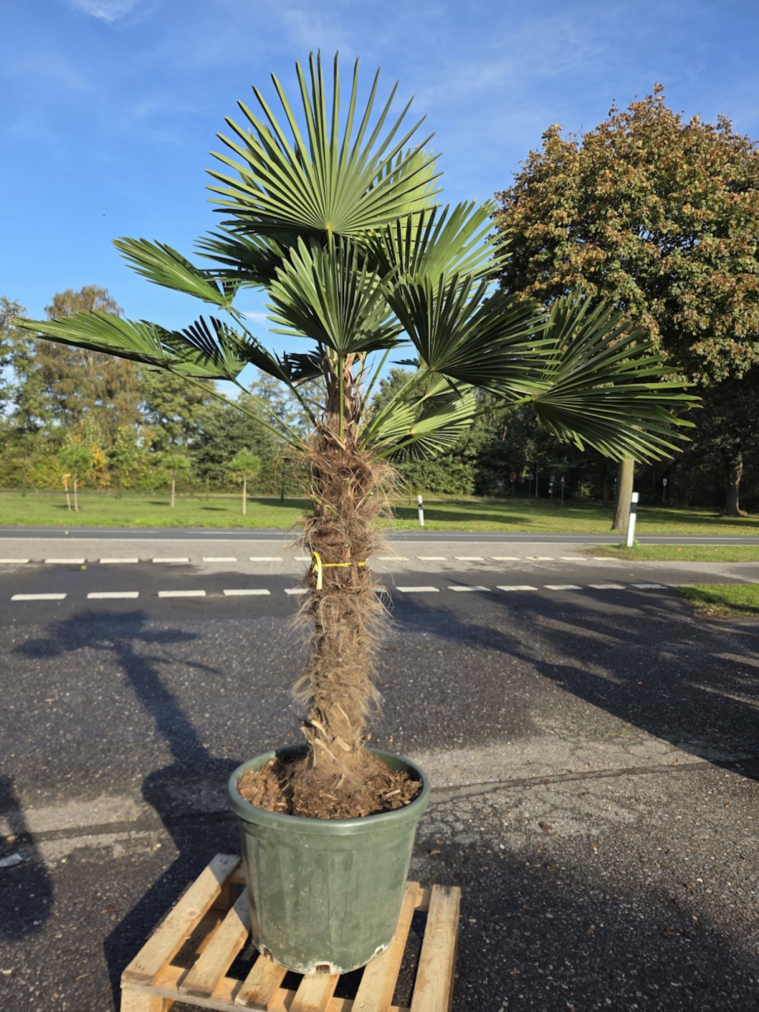 Hanfpalme-Trachycarpus-Wagnerianus-55