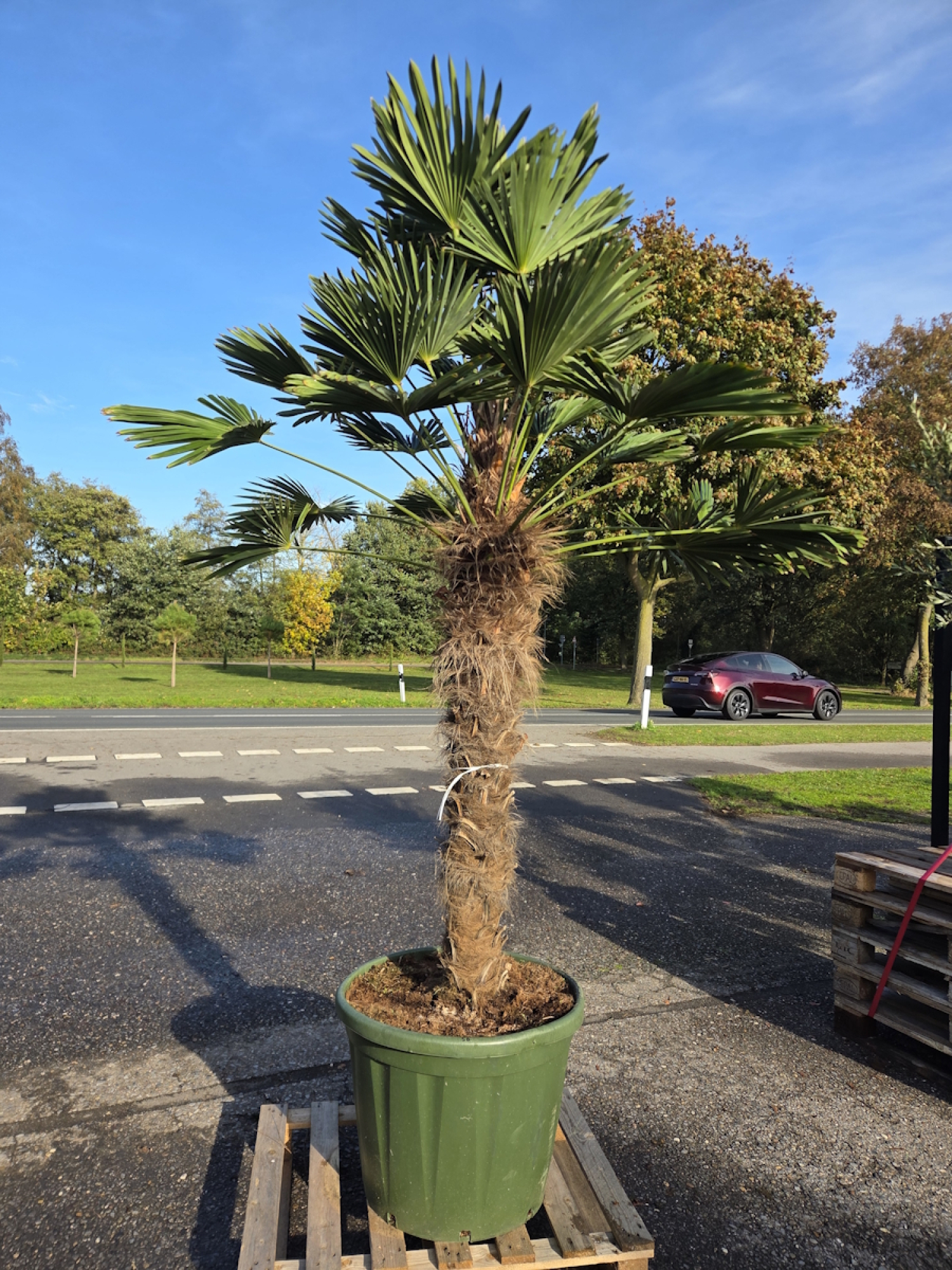 Hanfpalme-Trachycarpus-Wagnerianus-56
