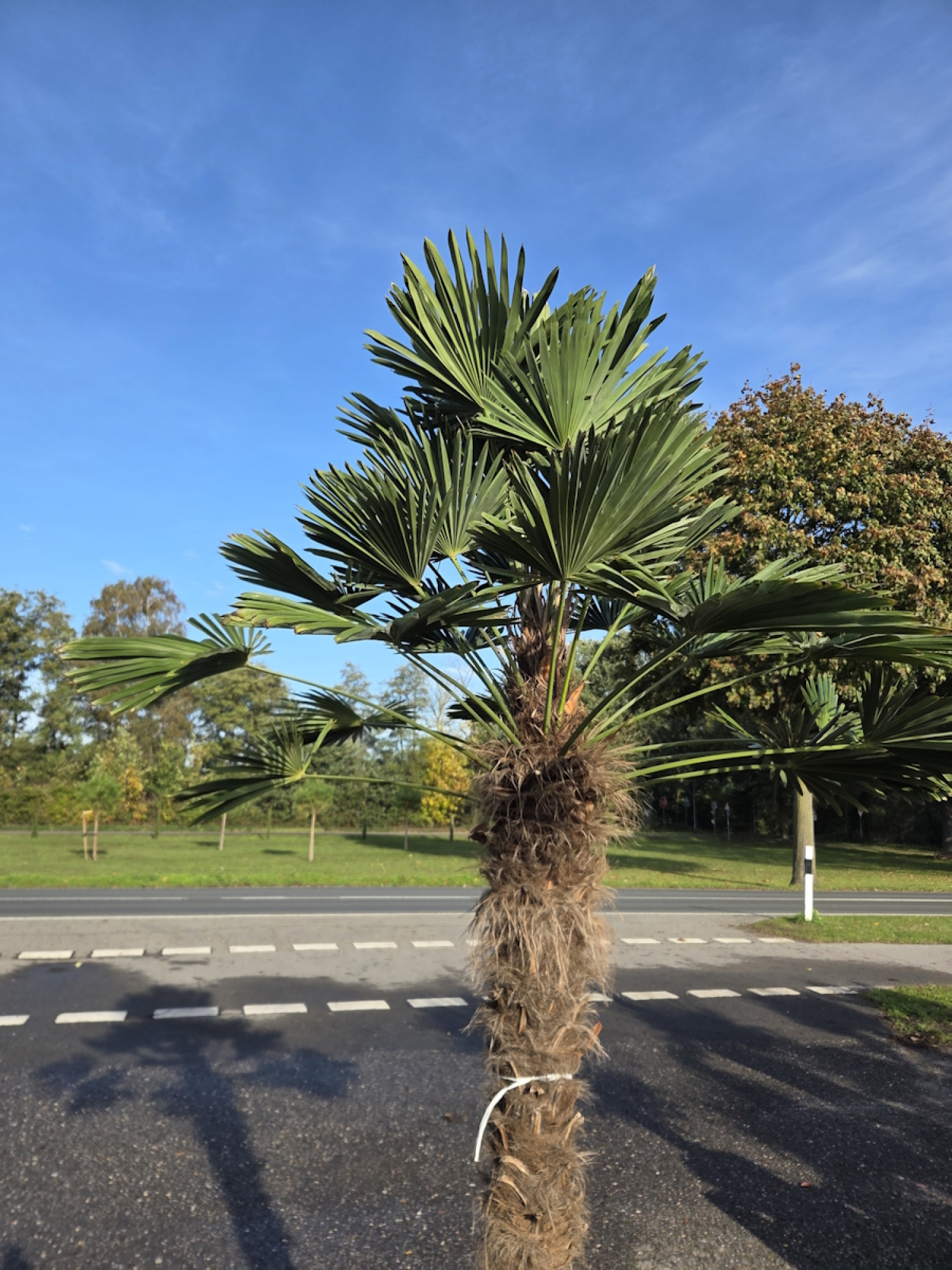 Preview: Winterharte Hanfpalme Trachycarpus Wagnerianus 270 cm ↑ genau diesen im Bild ↑ Nr.56
