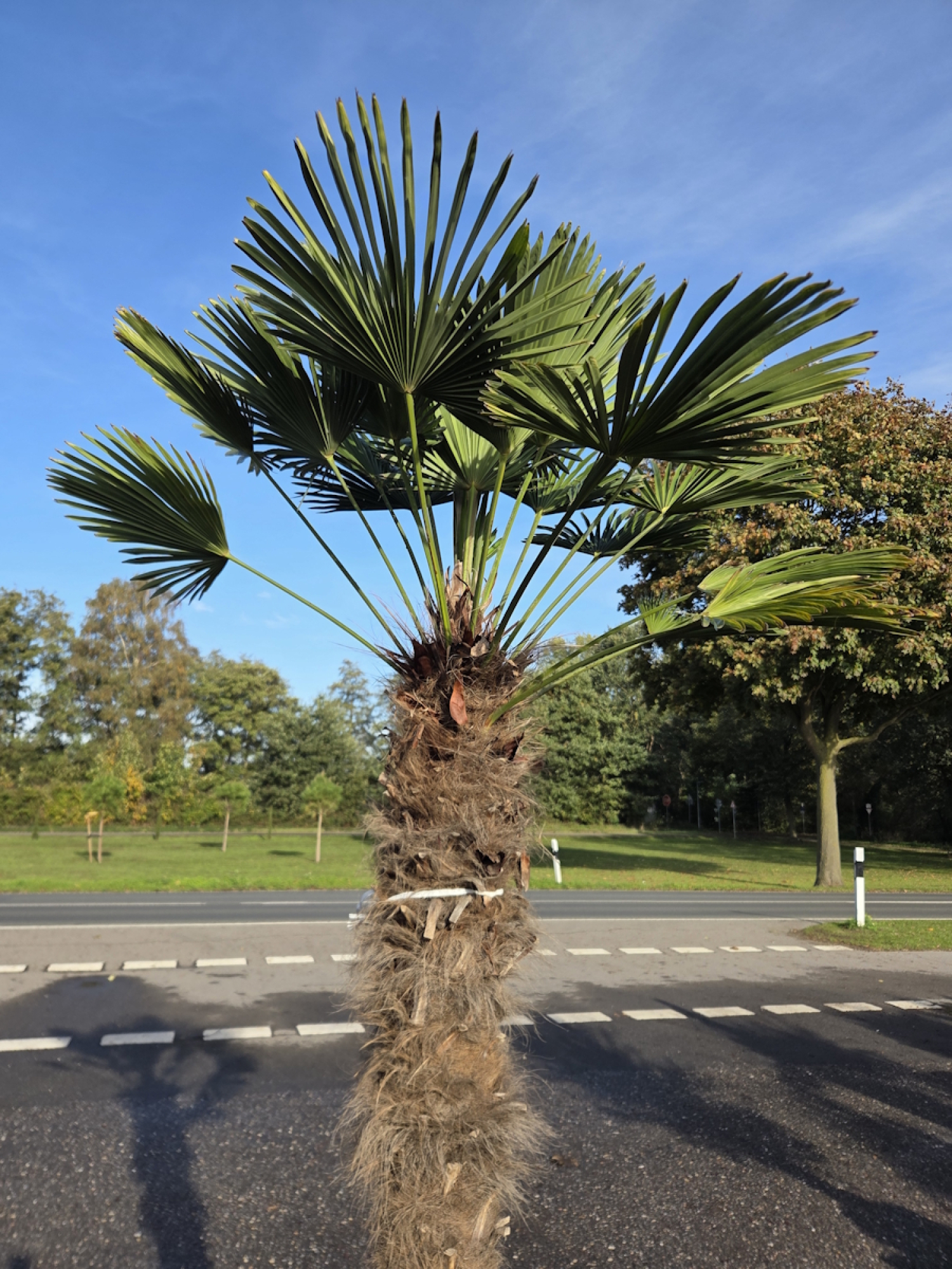 Preview: Winterharte Hanfpalme Trachycarpus Wagnerianus 250 cm ↑ genau diesen im Bild ↑ Nr.57
