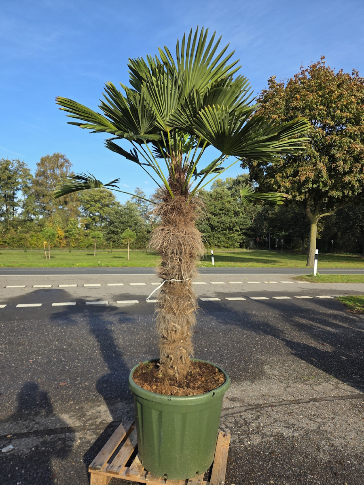 Hanfpalme-Trachycarpus-Wagnerianus-58