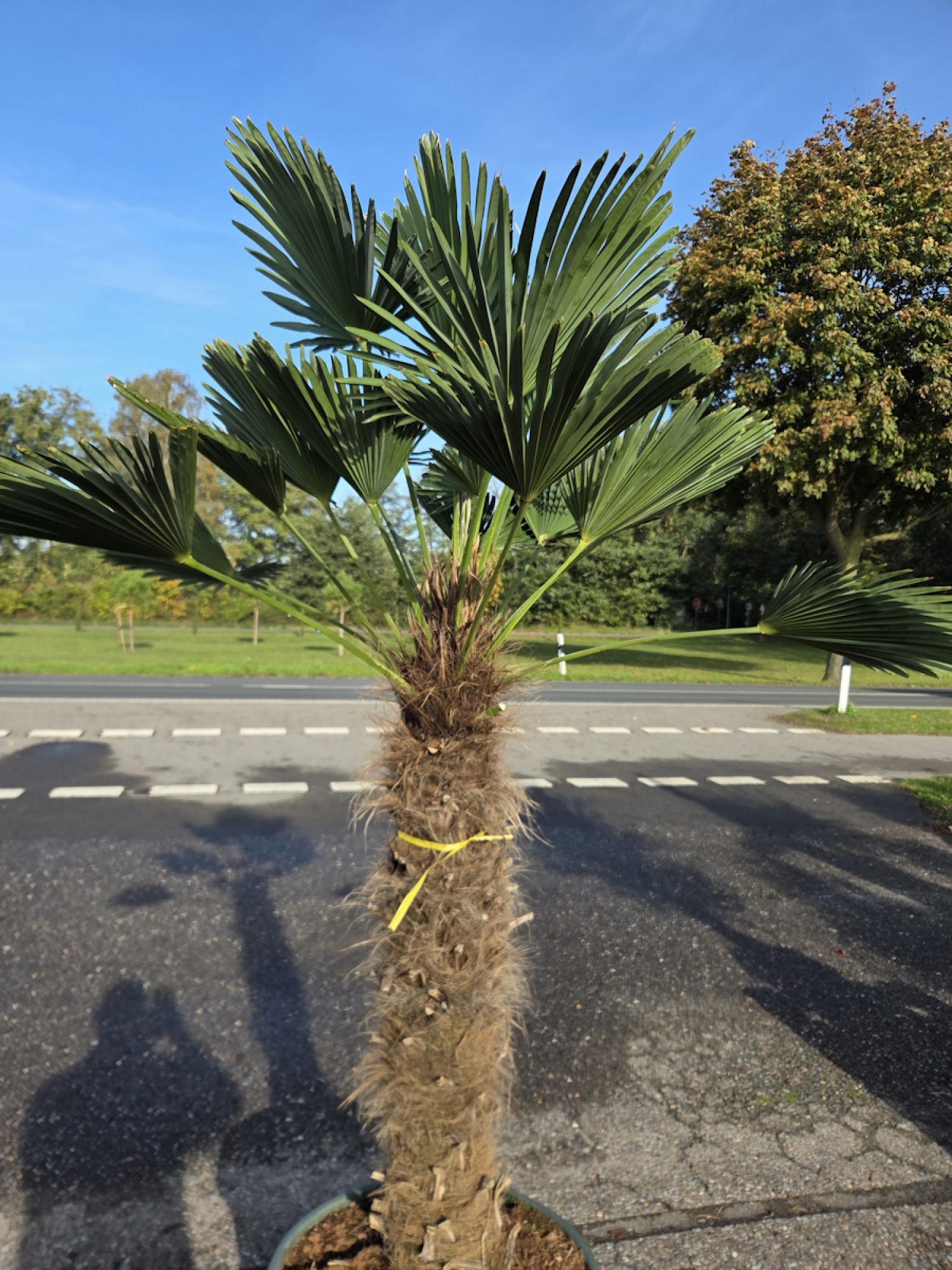 Preview: Winterharte Hanfpalme Trachycarpus Wagnerianus 210 cm ↑ genau die im Bild Nr.59