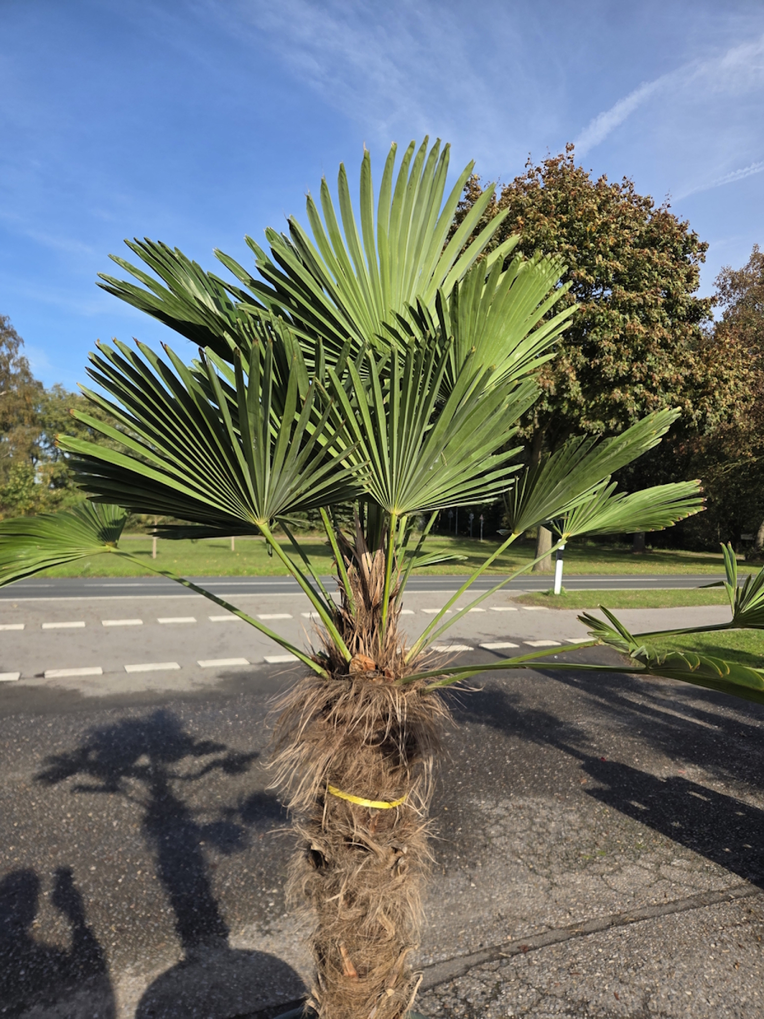 Preview: Winterharte Hanfpalme Trachycarpus Wagnerianus 195 cm ↑ genau die im Bild Nr.60