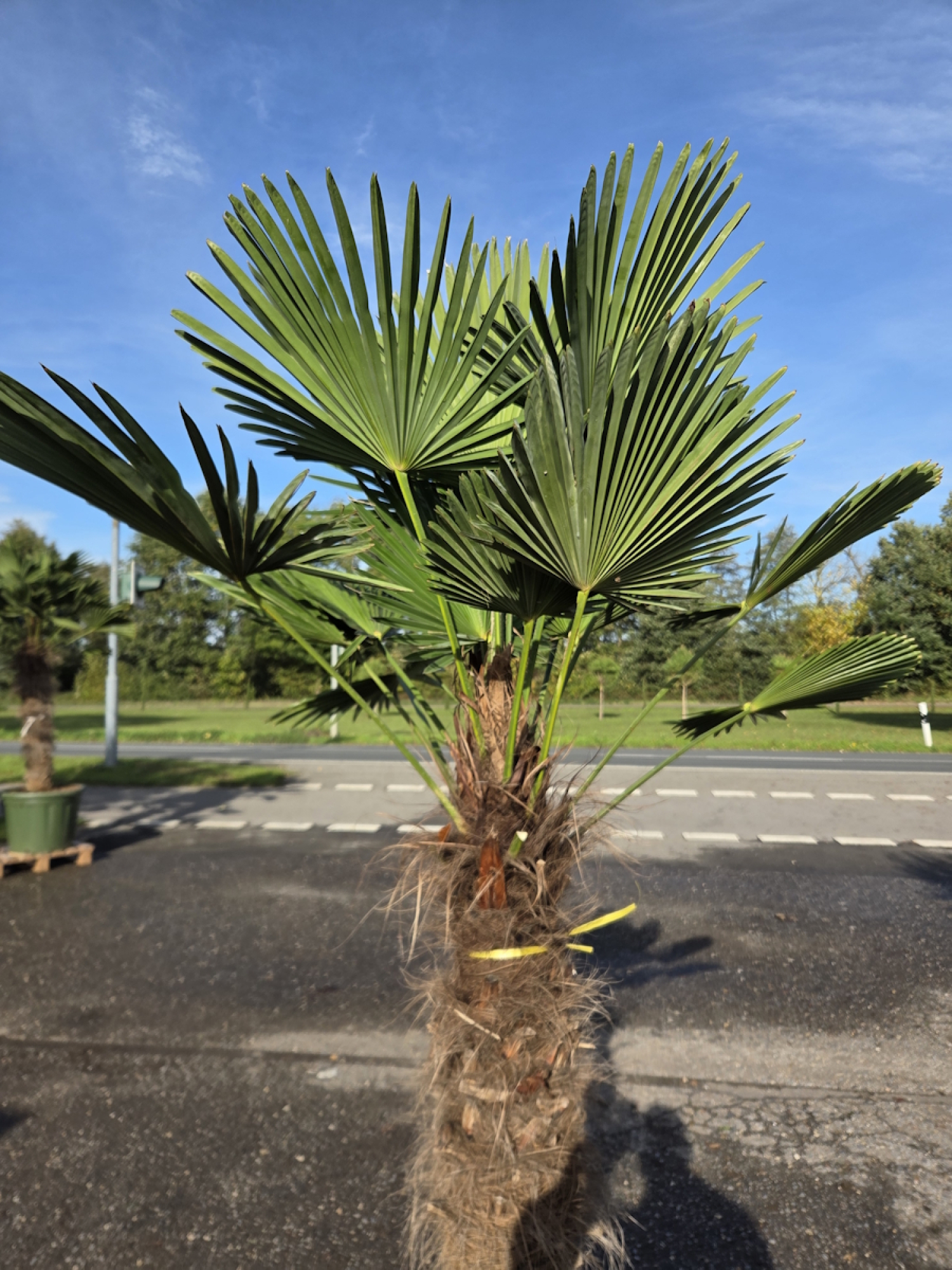 Preview: Winterharte Hanfpalme Trachycarpus Wagnerianus 200 cm ↑ genau die im Bild Nr.61
