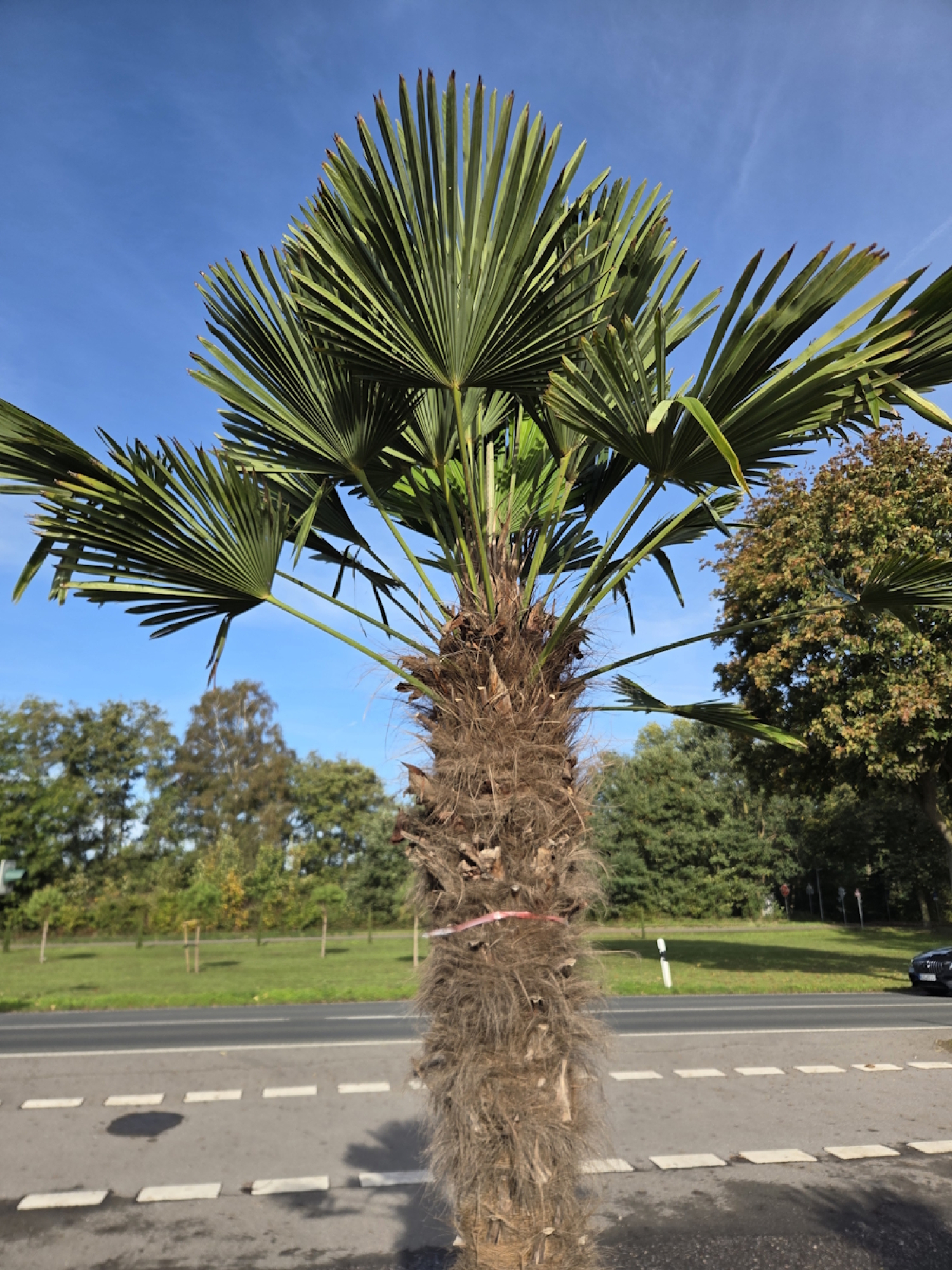 Preview: Winterharte Hanfpalme Trachycarpus Wagnerianus 310 cm ↑ genau diesen im Bild ↑ Nr.64