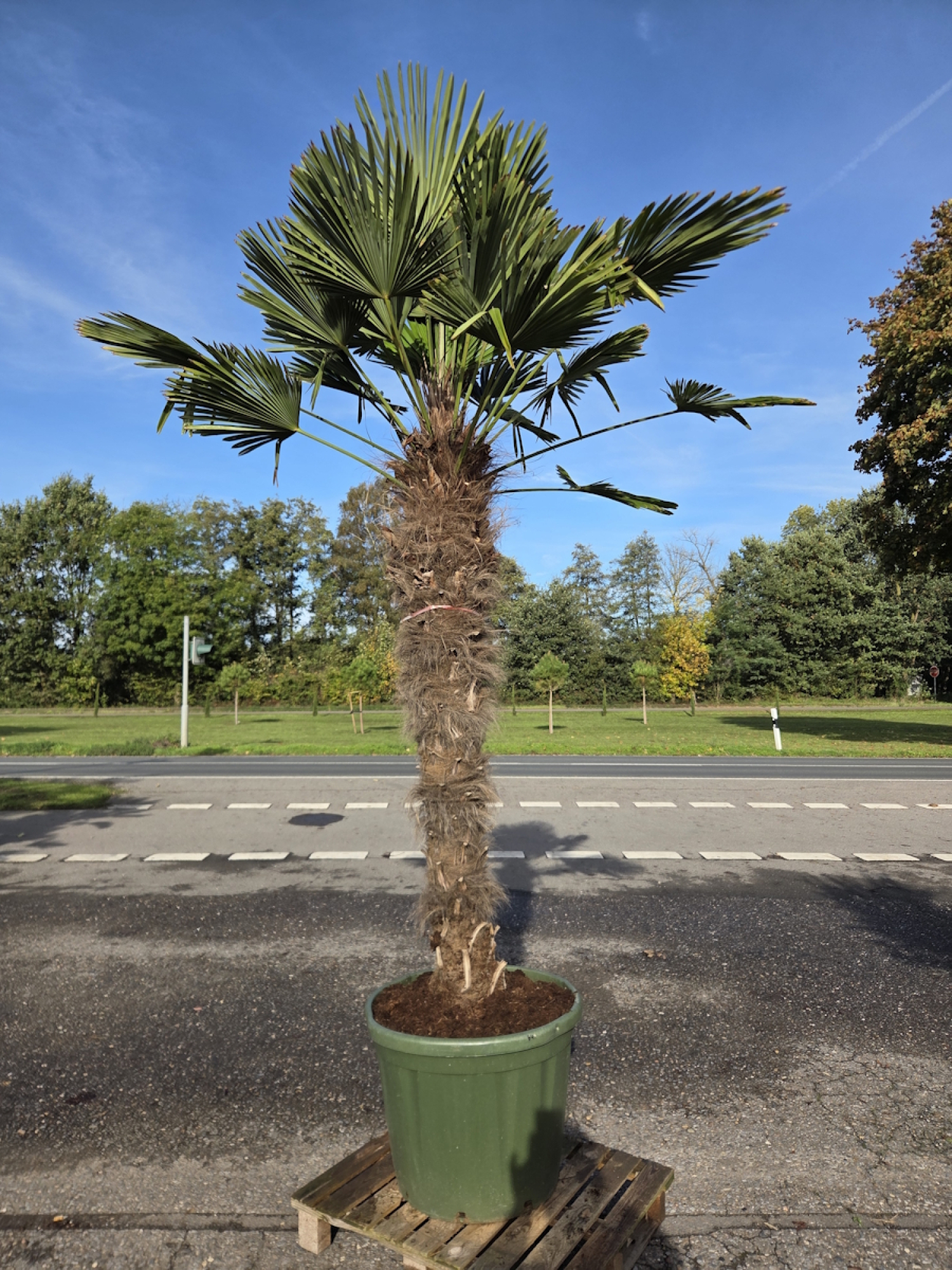 Hanfpalme-Trachycarpus-Wagnerianus-64