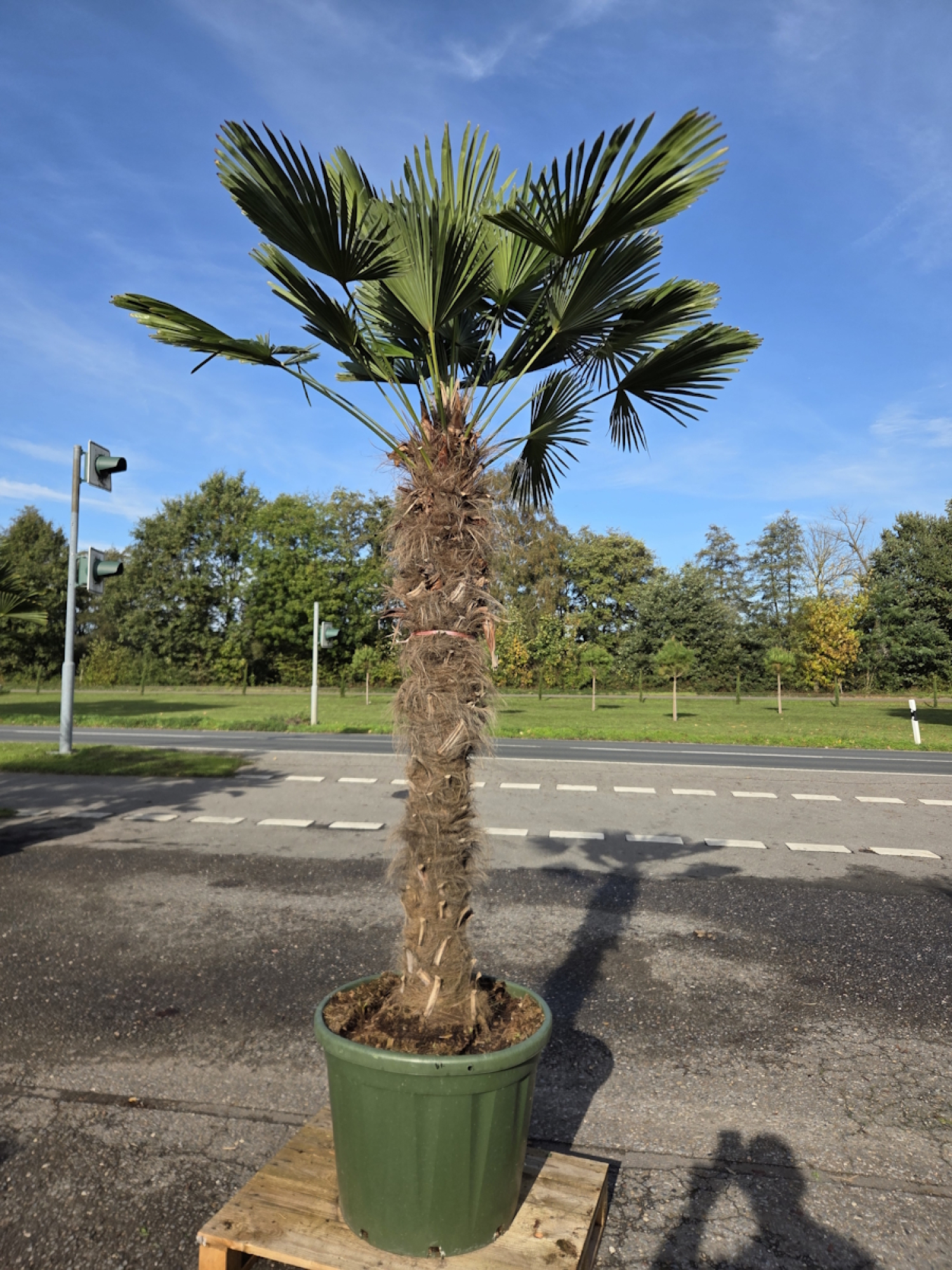 Hanfpalme-Trachycarpus-Wagnerianus-67