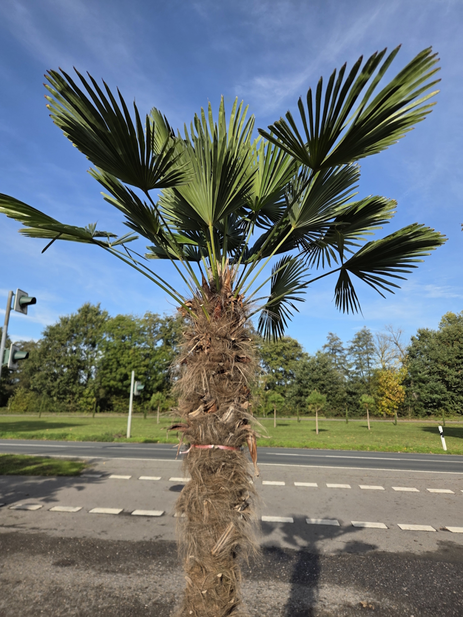 Preview: Winterharte Hanfpalme Trachycarpus Wagnerianus 280 cm ↑ genau diesen im Bild ↑ Nr.67