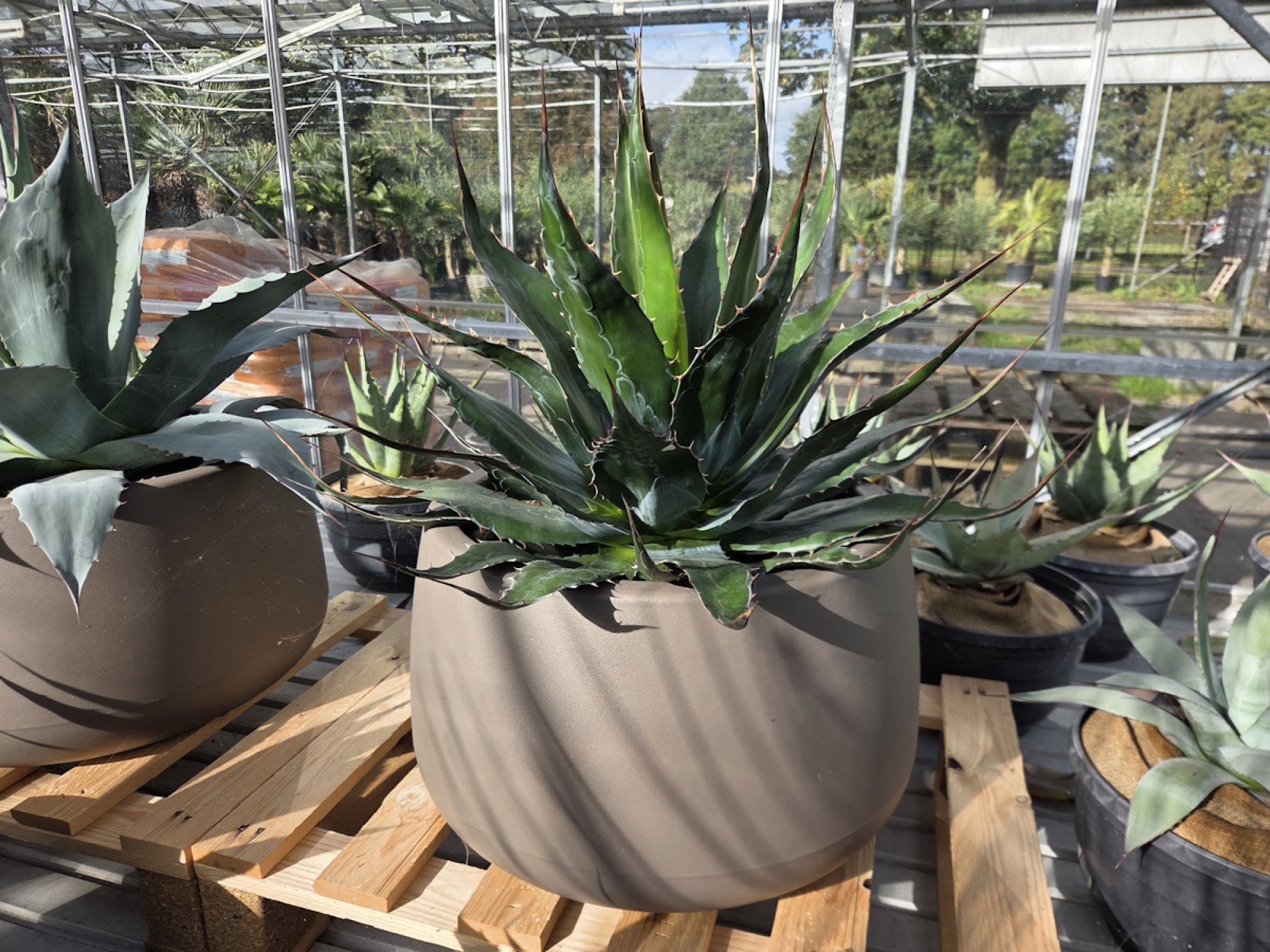 Agave-montana-XXL-Nr2