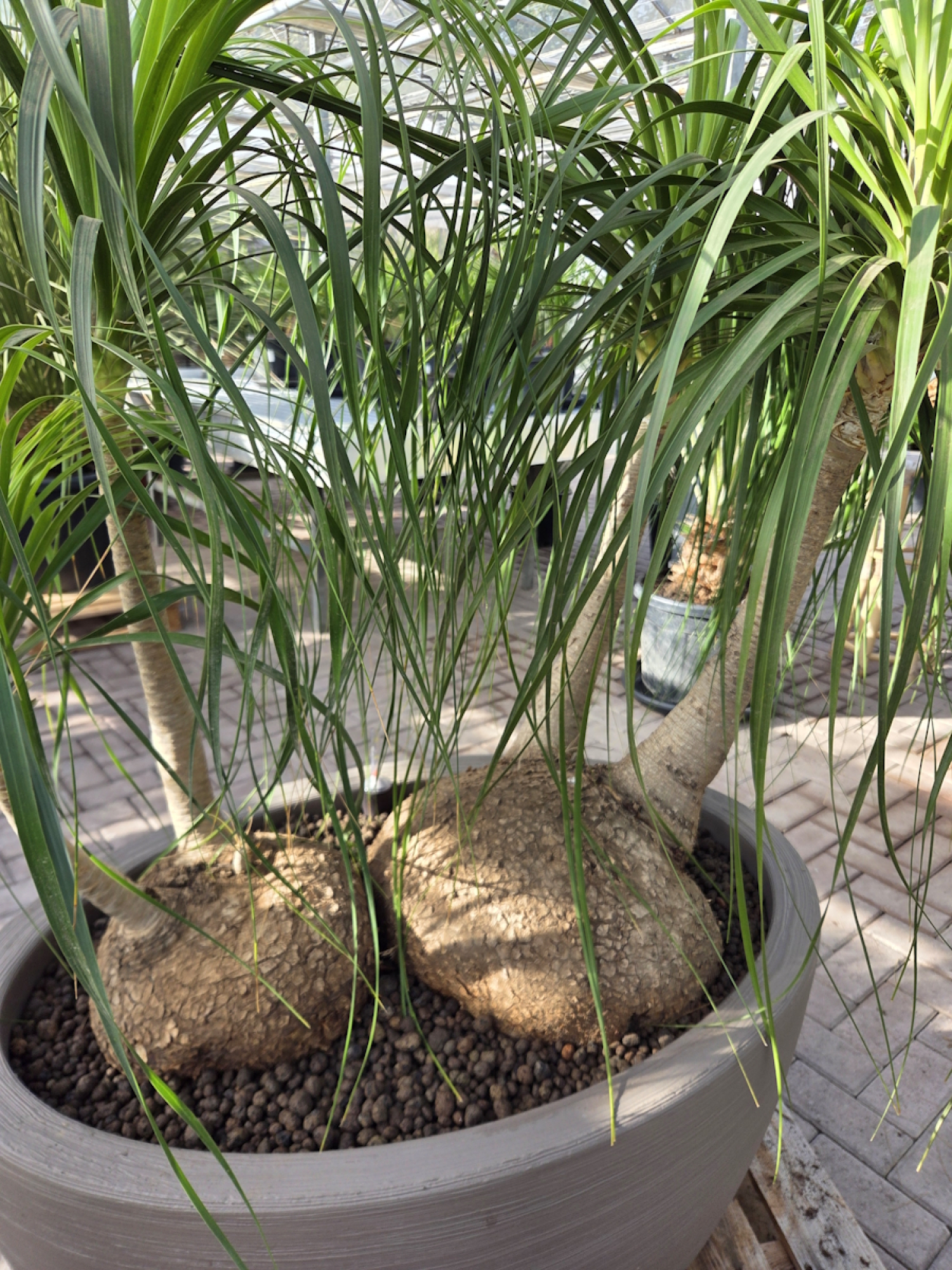 Preview: Elefantenfuß XXL Nr.1 (Beaucarnea recurvata) Zimmerpflanze / Büropflanze XXL