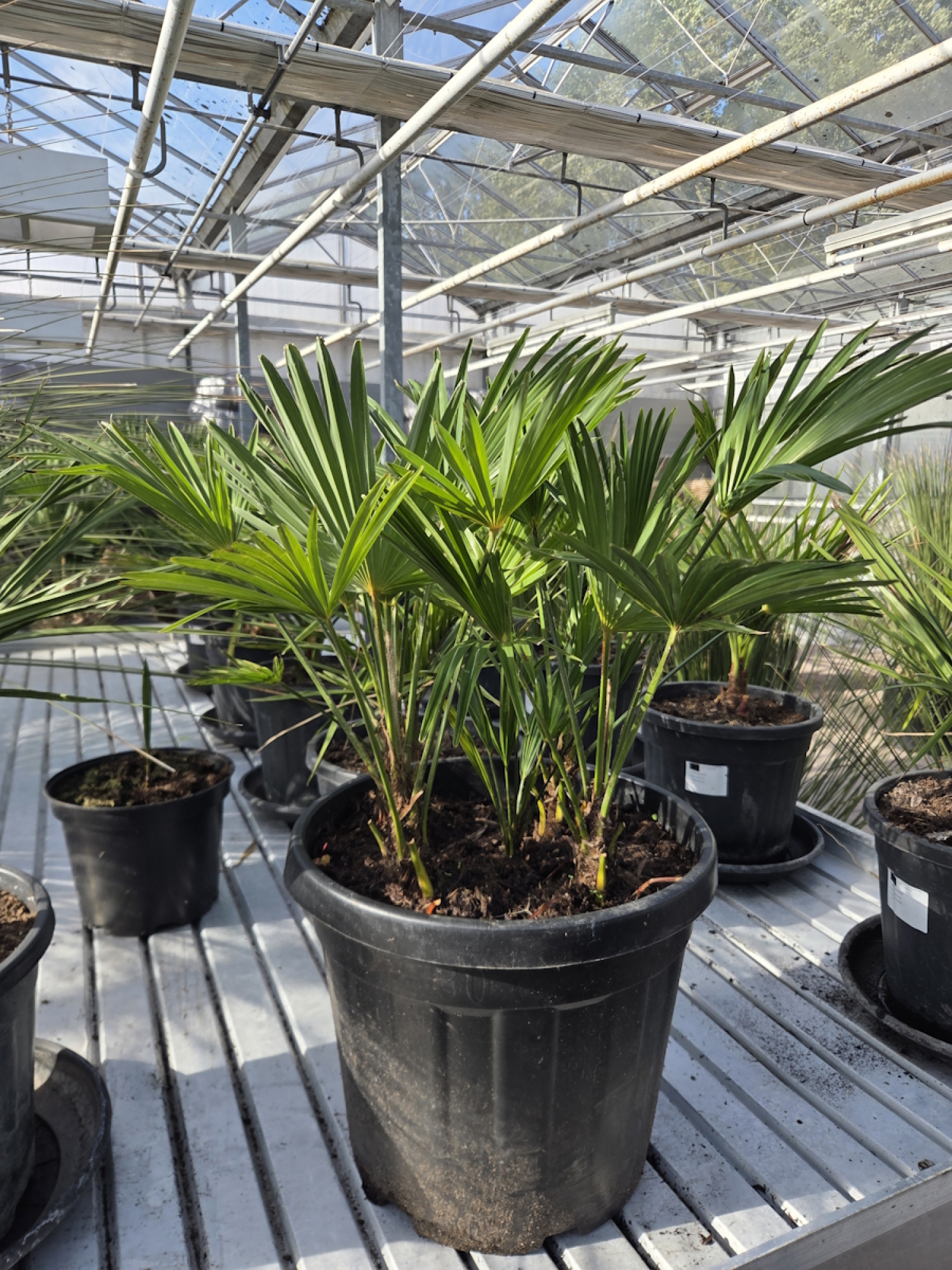 Trachycarpus-Wagnerianus-Nr-68