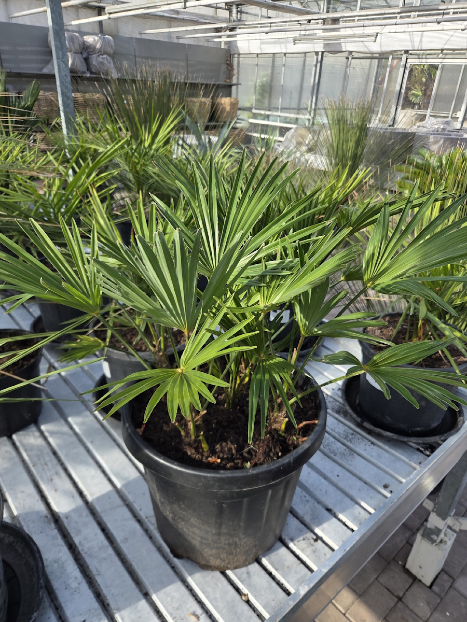 Preview: 5er gruppe Trachycarpus Wagnerianus Hanfpalme 75 cm Nr.68