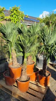 Winterharte Hanfpalme Trachycarpus Wagnerianus 90/100cm.