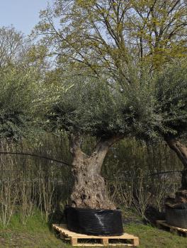 Preview: Olivenbaum XXL Hojiblanca  320 cm -  (ca. 170 Jährig) Mega Olivenbaum Nr.78