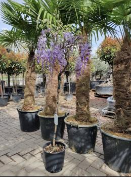 Blauregen Wisteria Sinensis Prolific 130cm