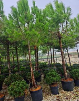Pinus-Pinea