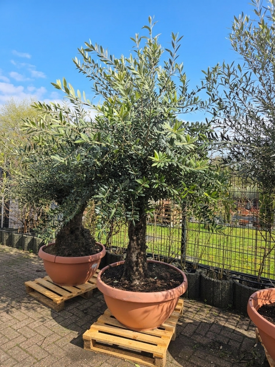 vertragen thujas rindenmulch Thuja Smaragd kaufen – schmale Hecke