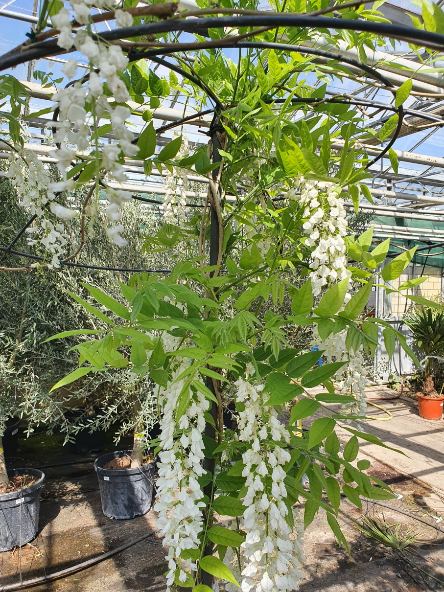 wwwplantaplazade  blauregen wisteria macrostachyaclara mack