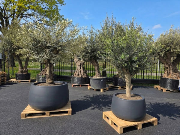 Großer Pflanzkübel (extrem vaso) in verschiedenen Größen bis 125 cm.