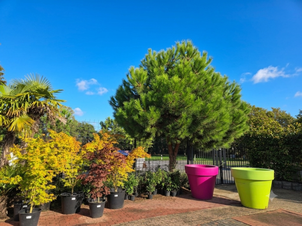 Pinus Pinea ende Sommer 2026