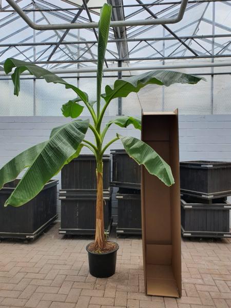 Musa Basjoo winterfeste Bananenpflanze