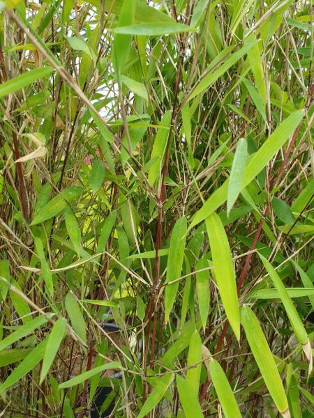 roter-bambus-140cm