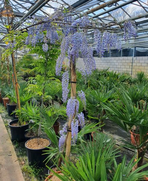 Blauregen Wisteria
