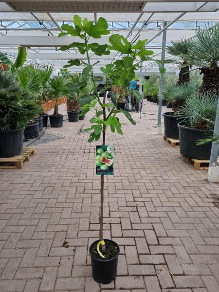 Feigenbaum Ficus Carica 165cm ´de la Reina´