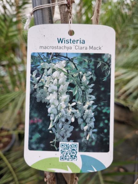 blauregen-wisteria