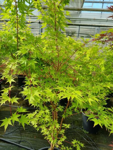 Japanischer Ahorn XXL - 200cm 'Sangokaku'