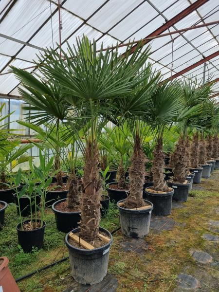 Trachycarpus-Fortunei-80-90cm-Stamm