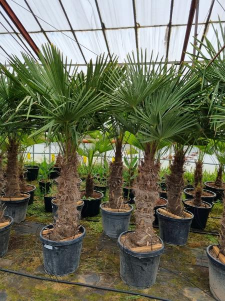 Trachycarpus-Fortunei-90-100cm-Stamm