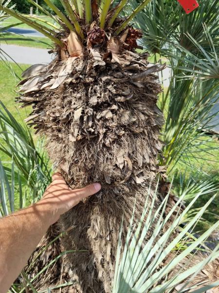 ↑ Sie erhalten genau diesen ↑ Chamaerops Cerifera 210cm - winterharte Palme