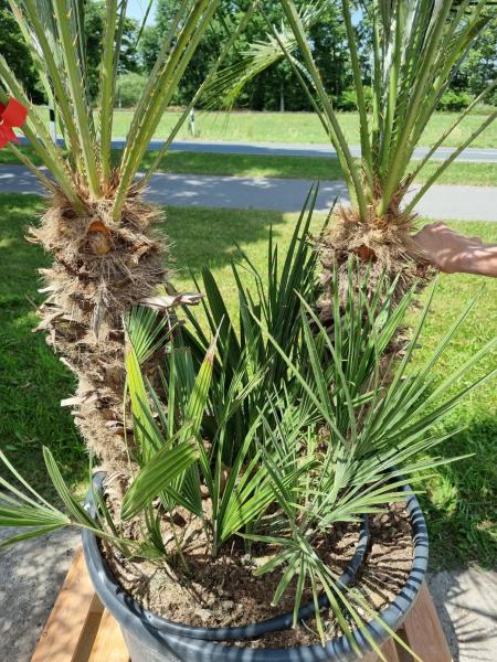 Zwergpalme-chamaerops-humilis