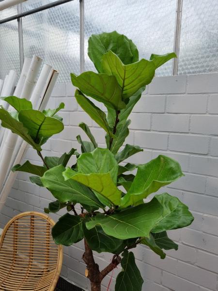 Ficus Lyrata Geigenfeige 190cm - genau diesen - Nr.5